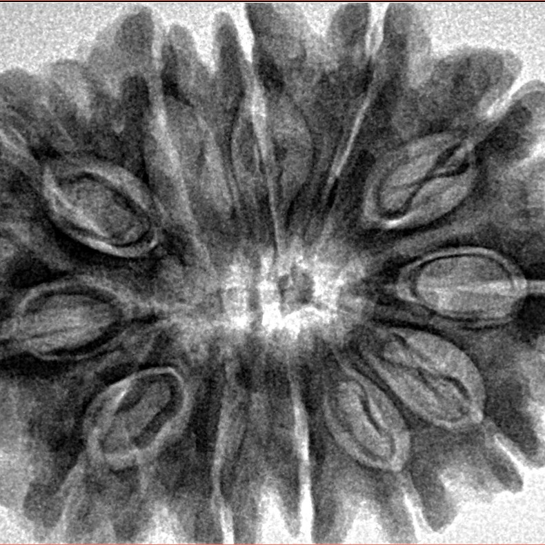 12 Mukhi Rudraksha 33.7mm 7.07gm - Inverse xray
