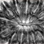 13 Mukhi Rudraksha 39.1mm 9.9gm - Inverse xray