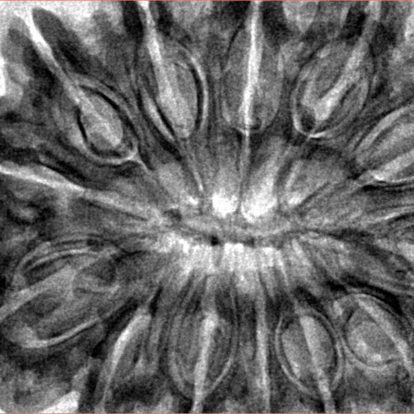 13 Mukhi Rudraksha 39.1mm 9.9gm - Inverse xray