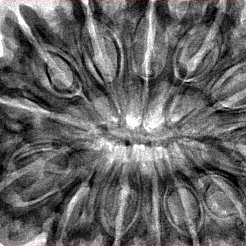 13 Mukhi Rudraksha 39.1mm 9.9gm - Inverse xray