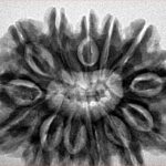 13 Mukhi Rudraksha 32.1mm 7.11gm - Inverse xray