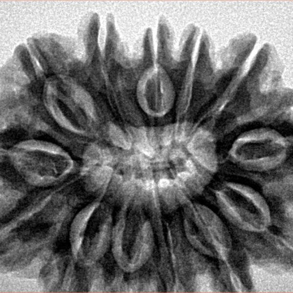 13 Mukhi Rudraksha 32.1mm 7.11gm - Inverse xray