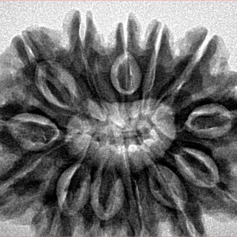 13 Mukhi Rudraksha 32.1mm 7.11gm - Inverse xray