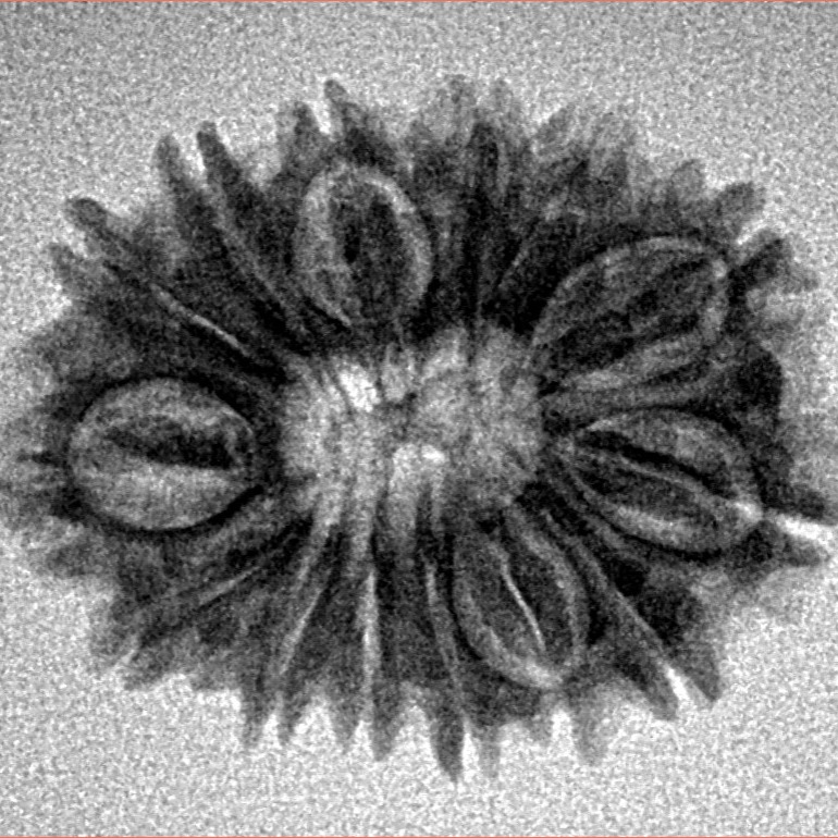 14 Mukhi Rudraksha 25.1mm 3.17gm - Inverse xray