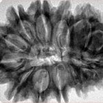 13 Mukhi Rudraksha 35mm 7.37gm - Inverse xray