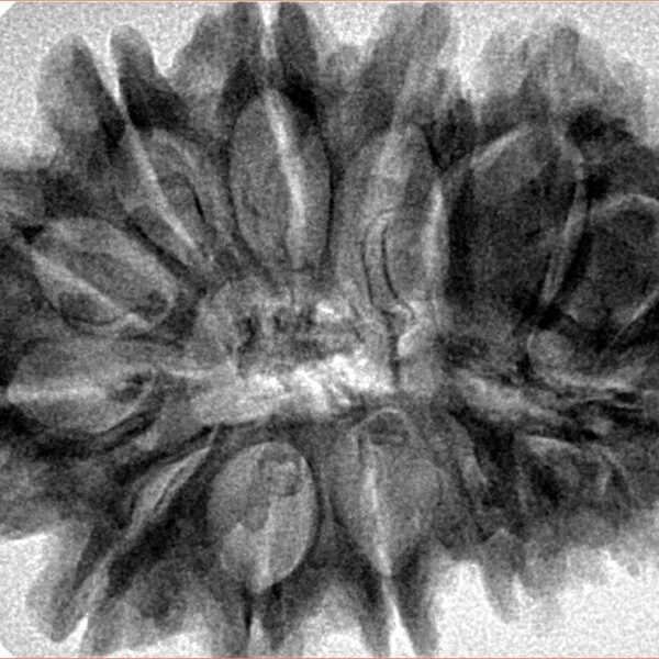 13 Mukhi Rudraksha 35mm 7.37gm - Inverse xray