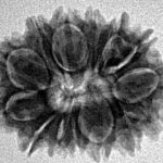 14 Mukhi Rudraksha 24.4mm 2.85gm - Inverse xray