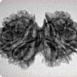 13 Mukhi Gaurishankar 29.8mm 3.76gm - Inverse xray