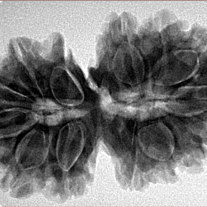 14 Mukhi Gaurishankar 34.2mm 6.68gm - Inverse xray