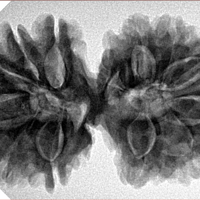 14 Mukhi Gaurishankar 36.4mm 7.63gm - Inverse xray
