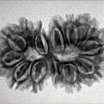 13 Mukhi Gaurishankar 29.7mm 4gm - Inverse xray