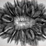 13 Mukhi Rudraksha 32.3mm 6.59gm - Inverse xray