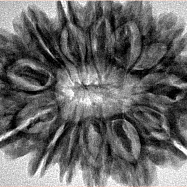 13 Mukhi Rudraksha 32.3mm 6.59gm - Inverse xray