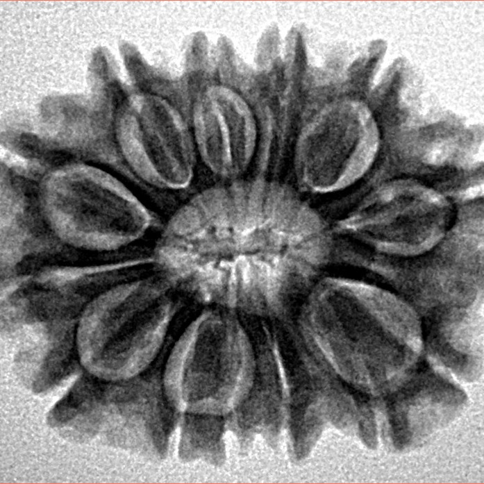 13 Mukhi Rudraksha 25.3mm 3.74gm - Inverse xray