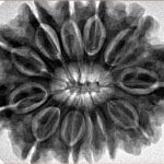 12 Mukhi Rudraksha 32.1mm 7.23gm - Inverse xray