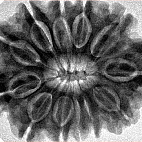 12 Mukhi Rudraksha 32.1mm 7.23gm - Inverse xray