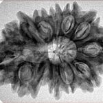 13 Mukhi Ganesh 31.3mm 4.81gm - Inverse xray