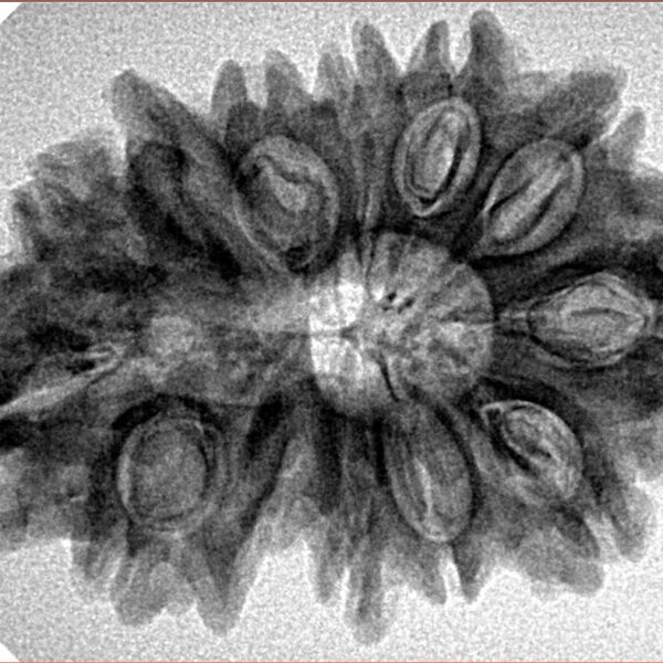 13 Mukhi Ganesh 31.3mm 4.81gm - Inverse xray