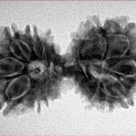 13 Mukhi Gaurishankar 33mm 4.56gm - Inverse xray