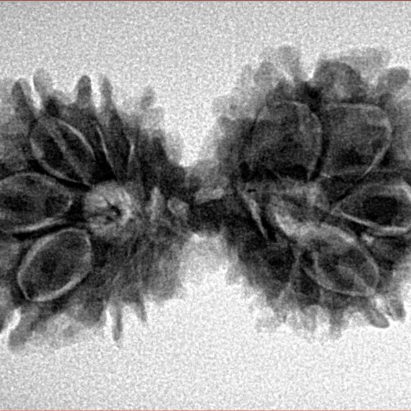 13 Mukhi Gaurishankar 33mm 4.56gm - Inverse xray