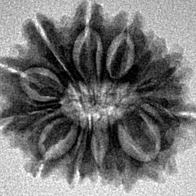 13 Mukhi Rudraksha 22mm 2.85gm - Inverse xray