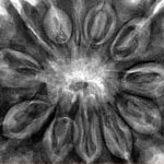 12 Mukhi Rudraksha 35.2mm 9.14gm - Inverse xray