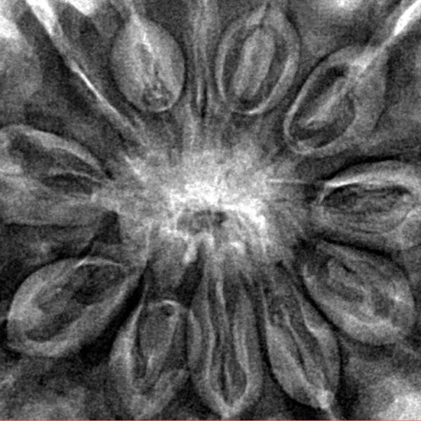 12 Mukhi Rudraksha 35.2mm 9.14gm - Inverse xray