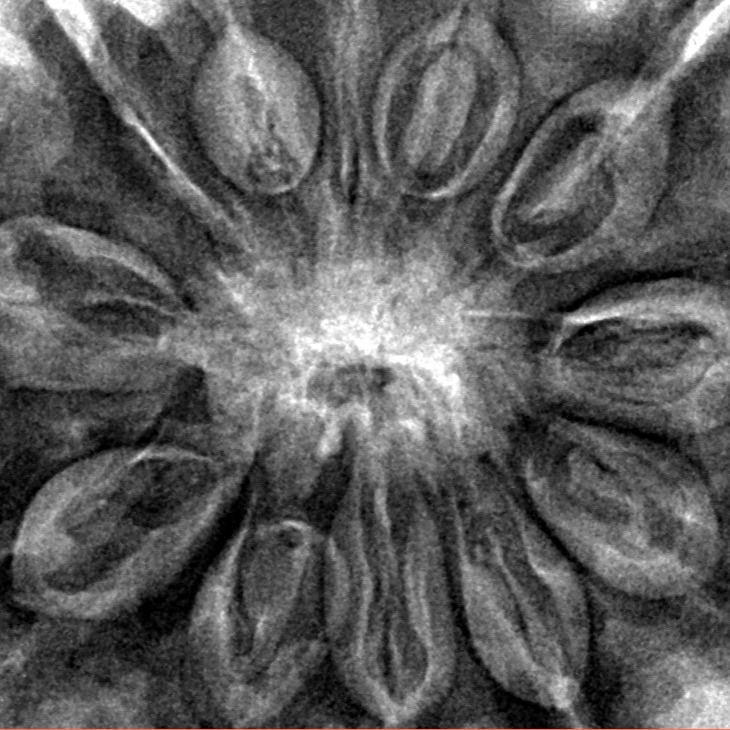 12 Mukhi Rudraksha 35.2mm 9.14gm - Inverse xray