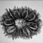 12 Mukhi Rudraksha 26.1mm 3.84gm - Origin: Nepal - Inverse xray