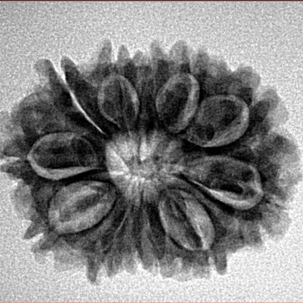 12 Mukhi Rudraksha 26.1mm 3.84gm - Origin: Nepal - Inverse xray