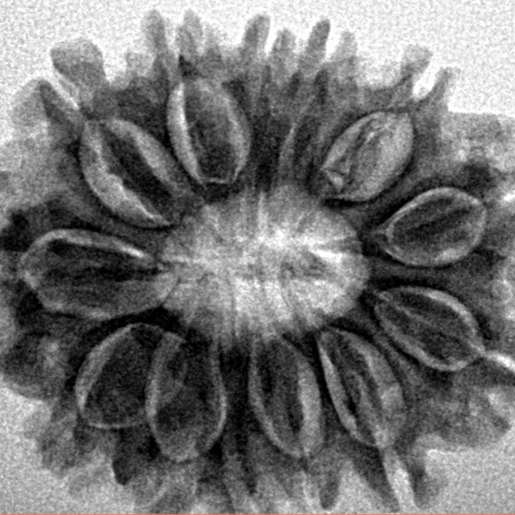 13 Mukhi Rudraksha 27.2mm 4.5gm - Inverse xray