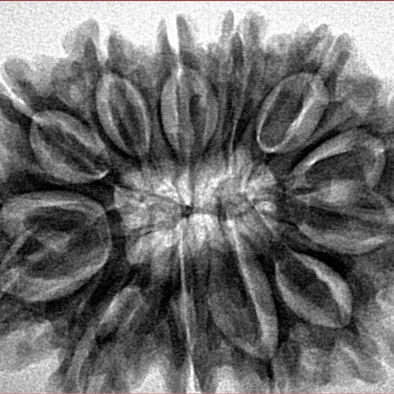 13 Mukhi Rudraksha 34mm 7.11gm - Inverse xray