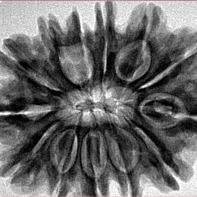 13 Mukhi Rudraksha 30.9mm 7.15gm - Inverse xray