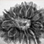 13 Mukhi Rudraksha 31.6mm 6.5gm - Origin: Nepal - Inverse xray