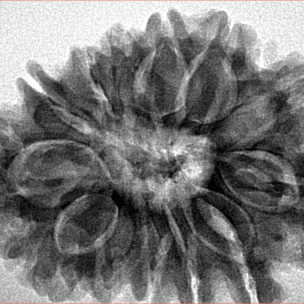 13 Mukhi Rudraksha 31.6mm 6.5gm - Origin: Nepal - Inverse xray