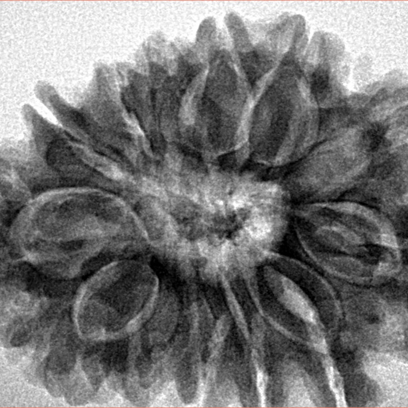 13 Mukhi Rudraksha 31.6mm 6.5gm - Origin: Nepal - Inverse xray