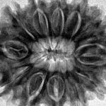 12 Mukhi Rudraksha 31.6mm 6.94gm - Inverse xray