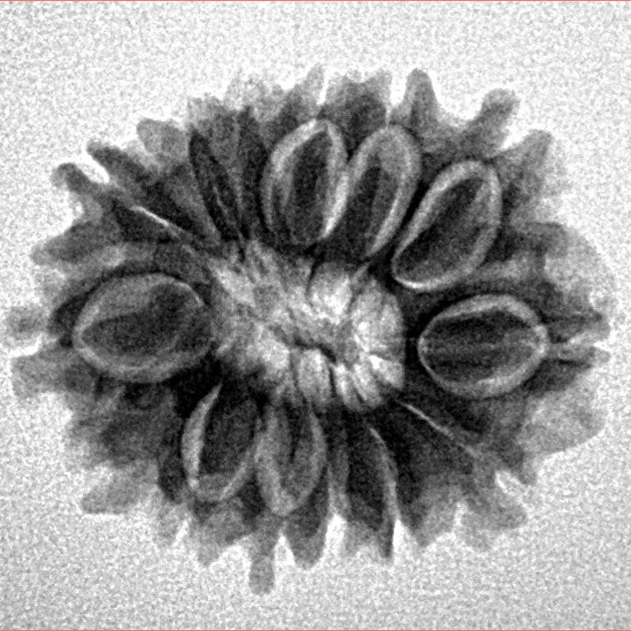 14 Mukhi Rudraksha 22.5mm 2.66gm - Inverse xray