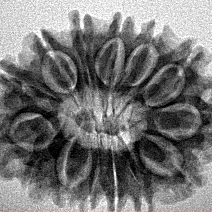 14 Mukhi Rudraksha 27.2mm 4.17gm - Inverse xray