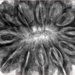 12 Mukhi Ganesh 37.9mm 10.17gm - Inverse xray