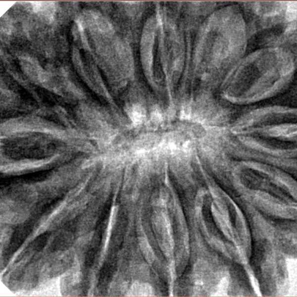 12 Mukhi Ganesh 37.9mm 10.17gm - Inverse xray