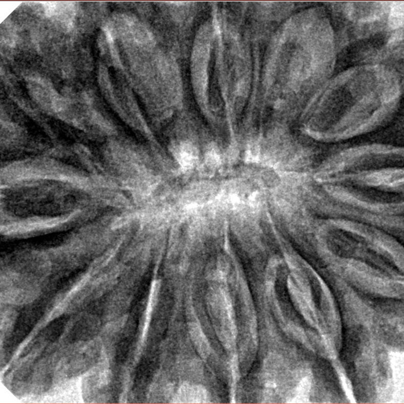 12 Mukhi Ganesh 37.9mm 10.17gm - Inverse xray