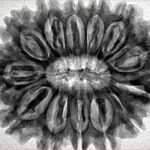 13 Mukhi Rudraksha 31.6mm 6.5gm - Inverse xray