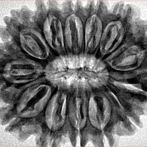 13 Mukhi Rudraksha 31.6mm 6.5gm - Inverse xray