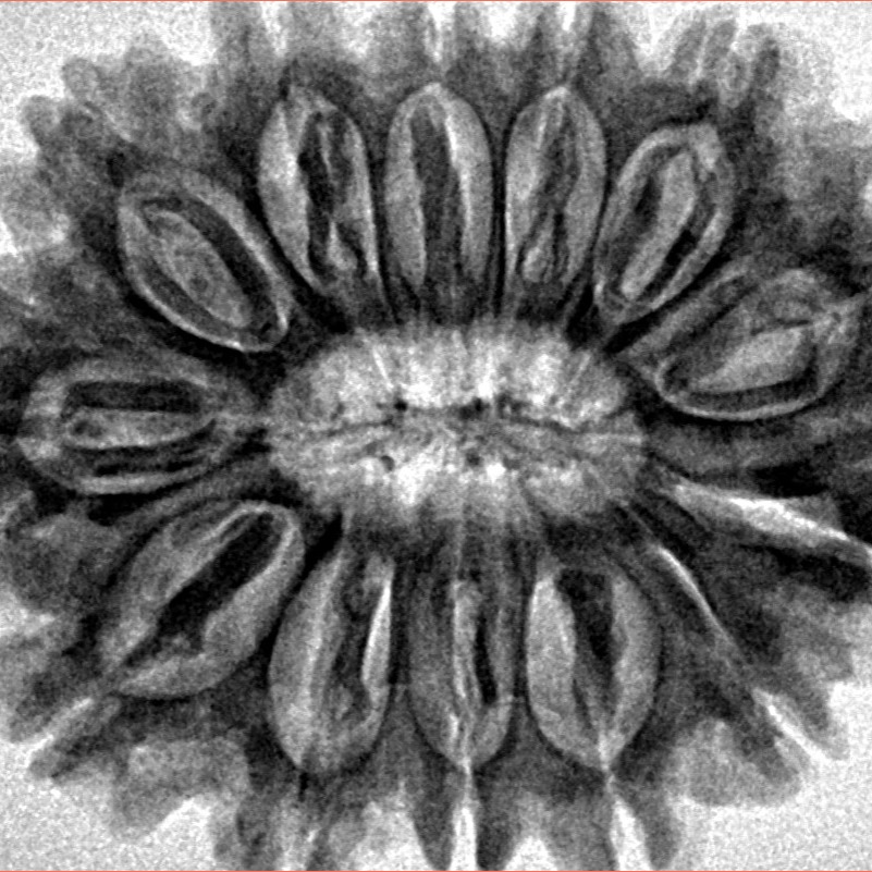 13 Mukhi Rudraksha 31.6mm 6.5gm - Inverse xray