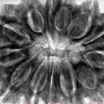 13 Mukhi Ganesh 35.6mm 9.46gm - Inverse xray