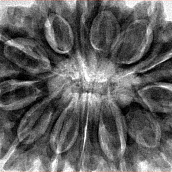 13 Mukhi Ganesh 35.6mm 9.46gm - Inverse xray