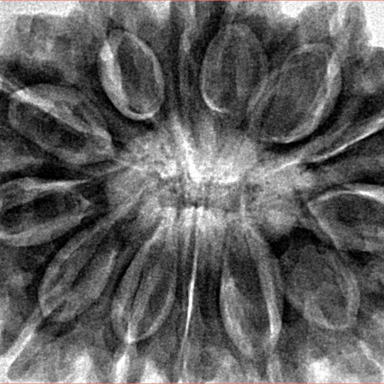 13 Mukhi Ganesh 35.6mm 9.46gm - Inverse xray