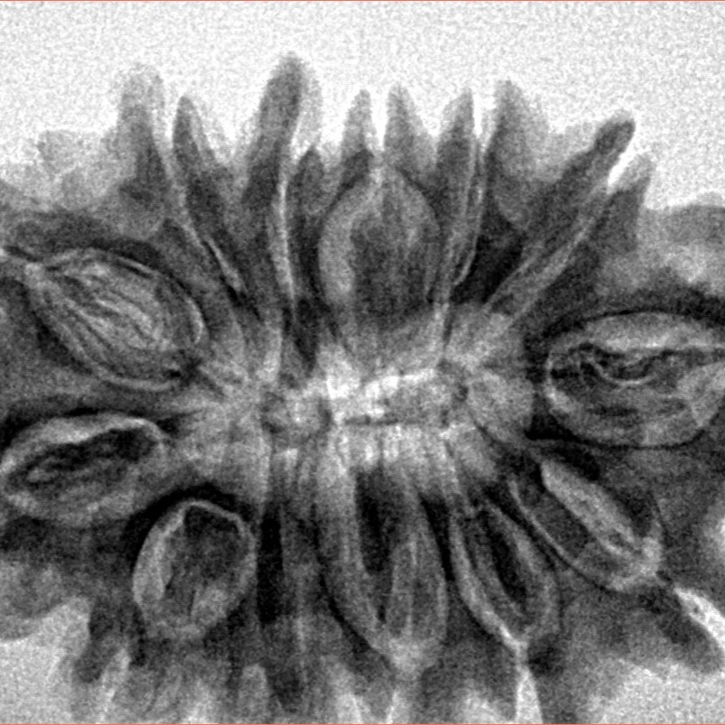 13 Mukhi Rudraksha 33mm 6gm - Origin: Nepal - Inverse xray