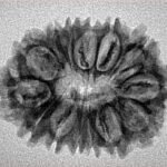 14 Mukhi Rudraksha 27.3mm 3.24gm - Inverse xray